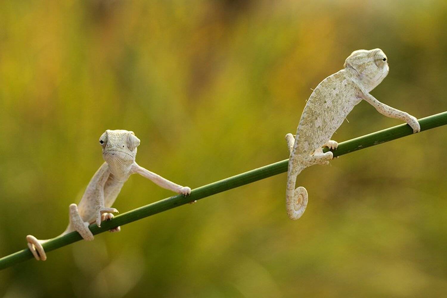 baby chameleons. Автор: mehmet , mehmet