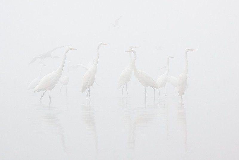 Great egret фото превью