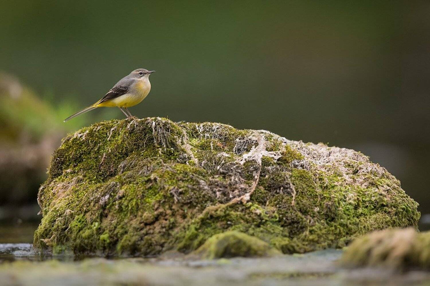 , Marcin Kaczmarkiewicz