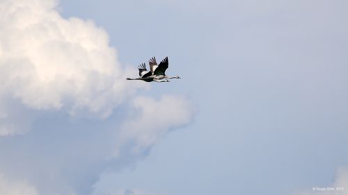 Небо на двоих