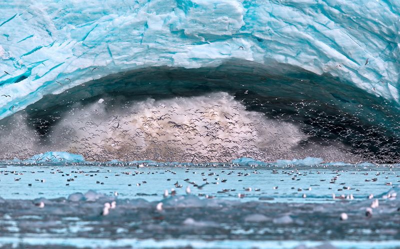 Птичья симфония, или в одной лодке с М.Рейфманом фото превью