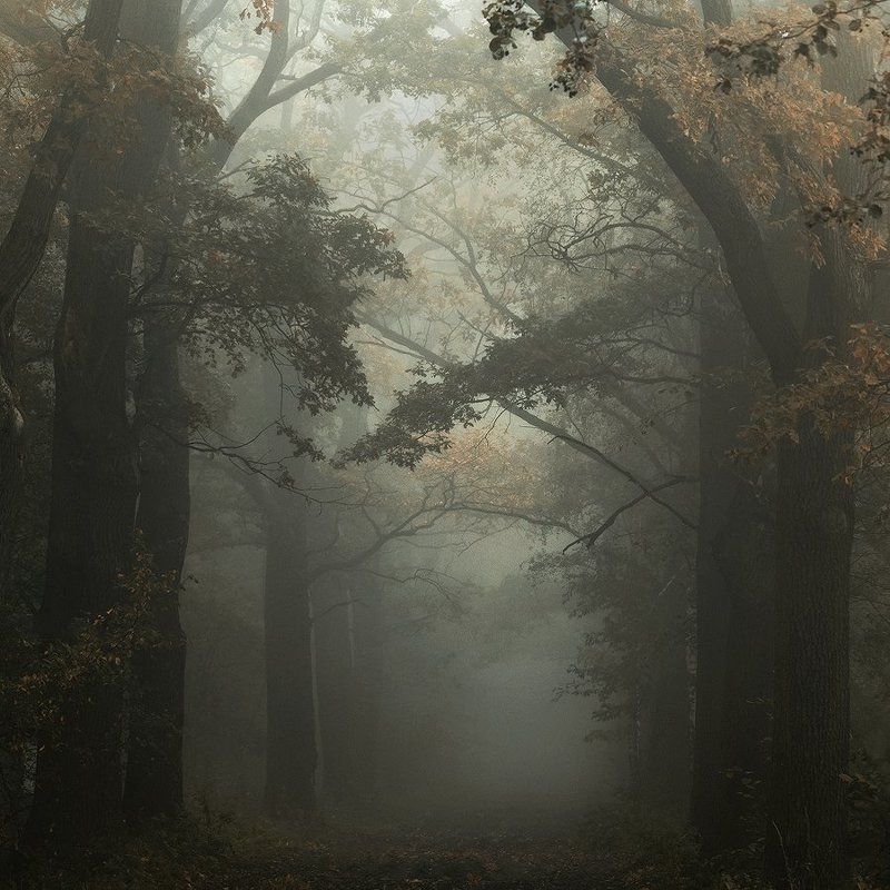 Polish Autumn... фото превью