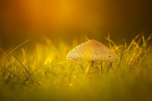 The Parasol Mushroom