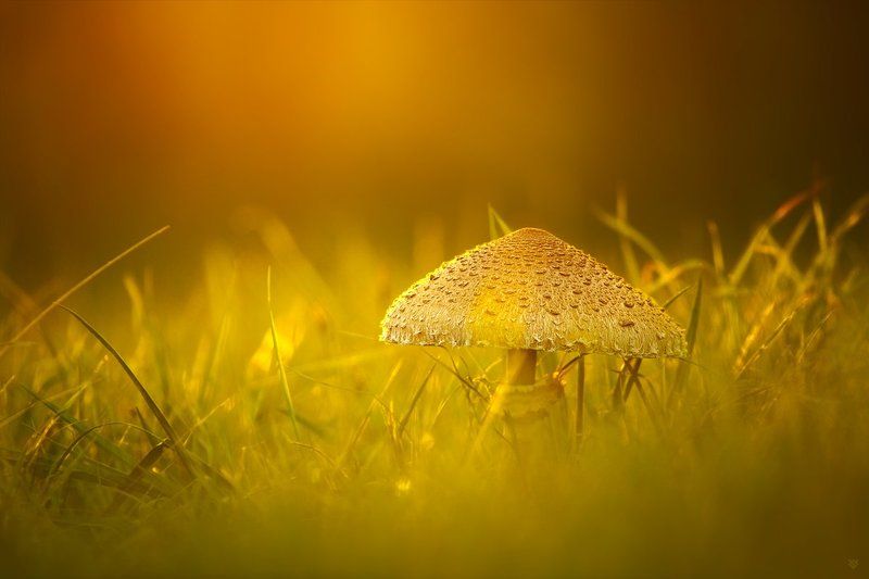The Parasol Mushroom фото превью