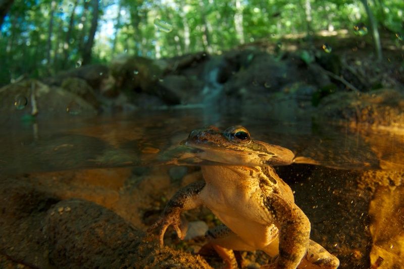 Почти Царевна-лягушка фото превью