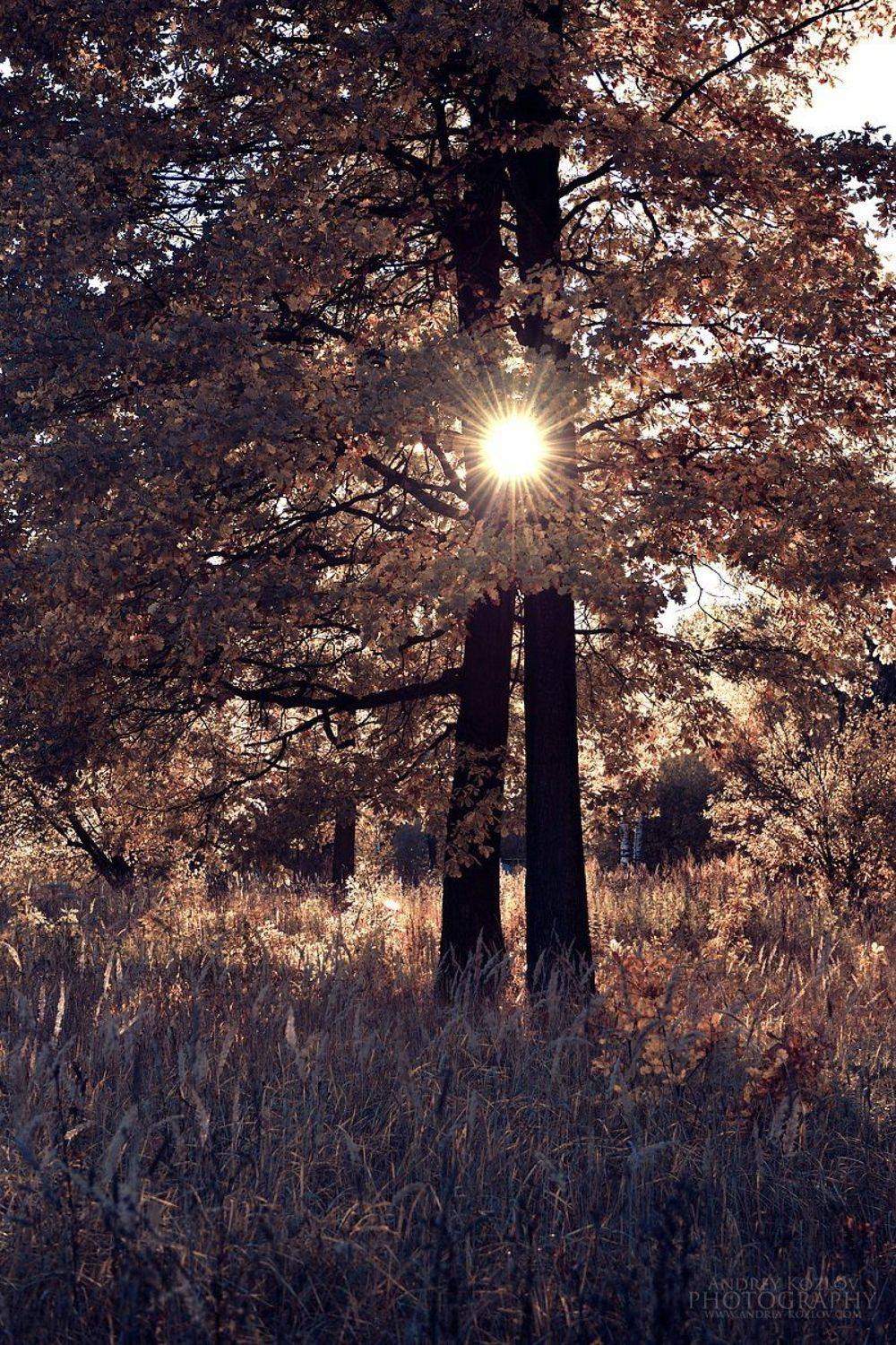 , Андрей Козлов