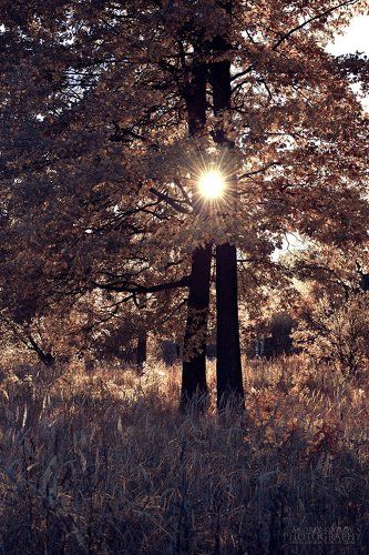 Oaks