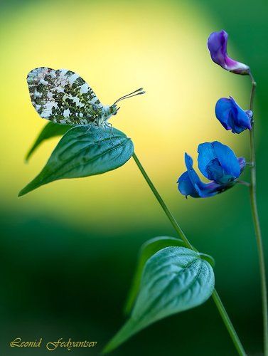 Рассвет для зорьки (2)