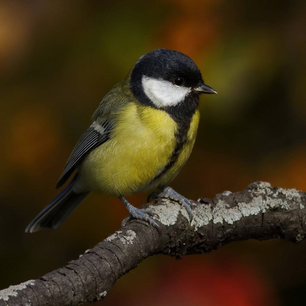 Синица, Ляпустин Юра