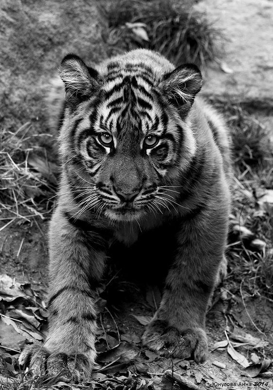 БУ фото превью