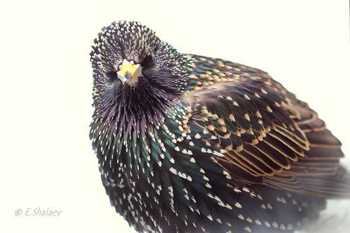 Портрет скворца - Sturnus vulgaris