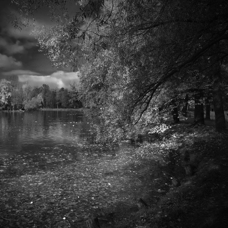 гатчина Черно-белая осень фото превью