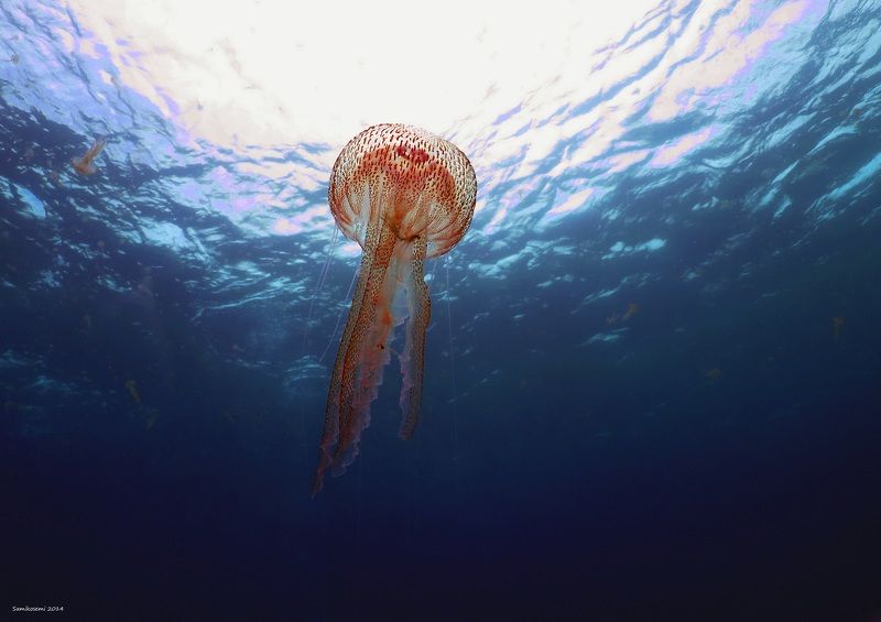 Jellyfish фото превью