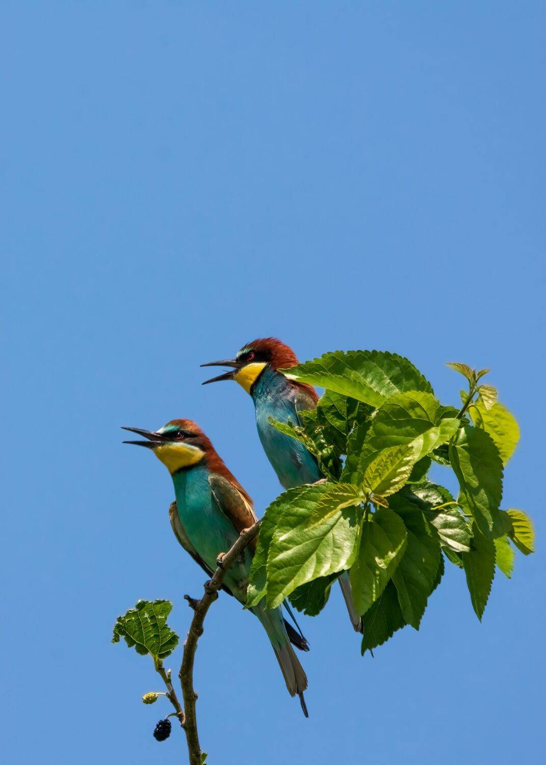 щурки, золотистые, Алексей Рыльский
