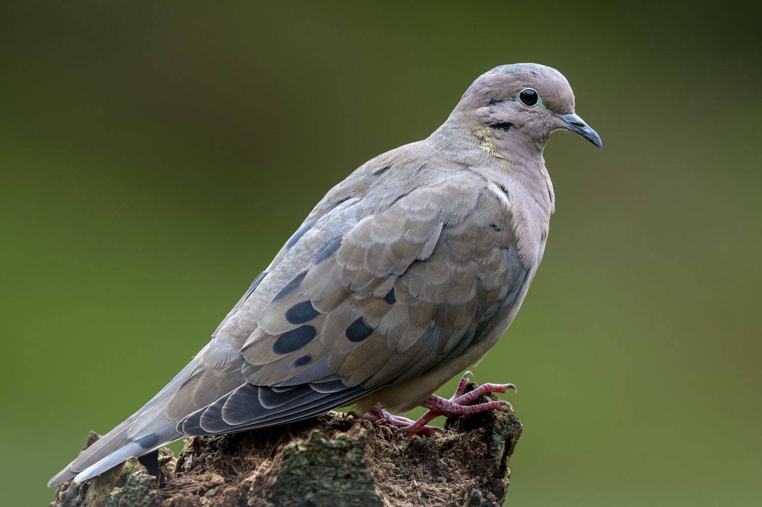 , Fernando Burgalin Sequeira