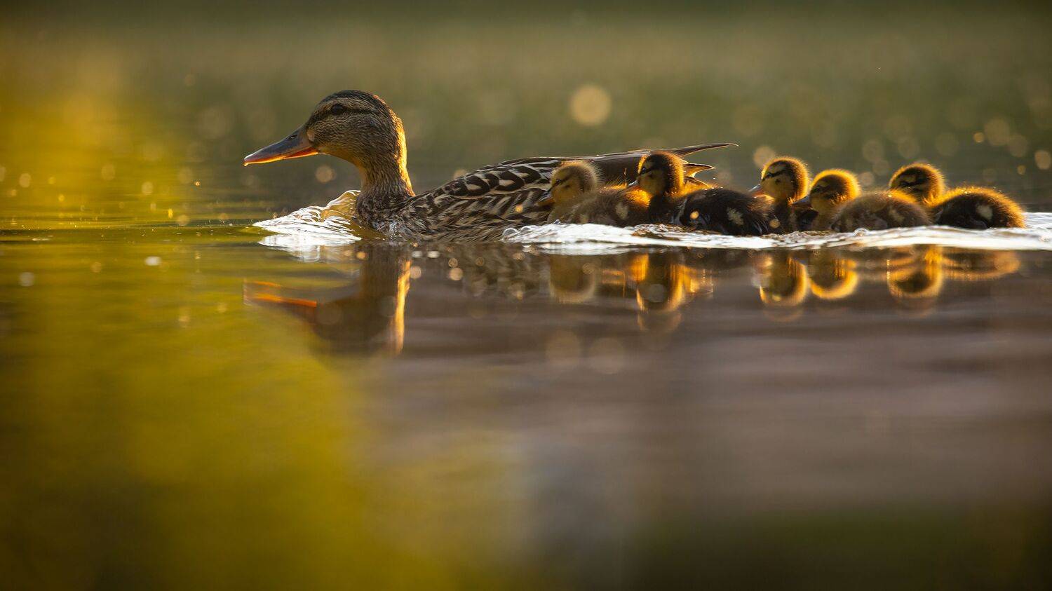, Robert Adamec