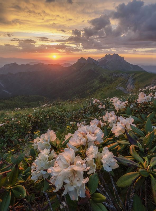 западный кавказ, большой тхач, малый тхач, рододендрон, закат, лето Вечер дождливого дня фото превью