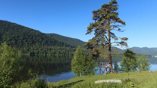 Сосна на берегу озера