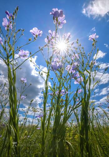 Богатство цветущей степи