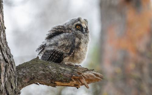 Чудо в перьях. (Птенец ушастой совы)