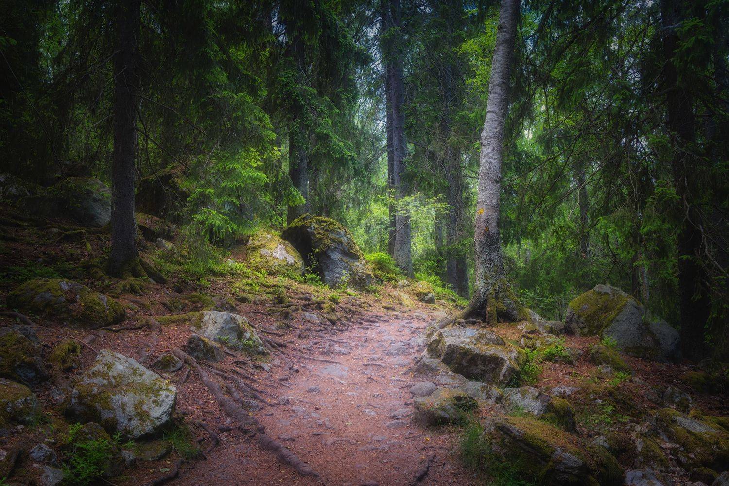 Горизонтальный  Нет людей  Фотография  На улице  Природа  Лес  Лес  Красота в природе  Растение  Рост  Окружающая среда  День  Дерево  Живопись Природа  Пейзаж  Пейзажи  Спокойствие  Спокойная сцена  Ствол дерева  Тропинка  Мох, Андрей Ожерельев