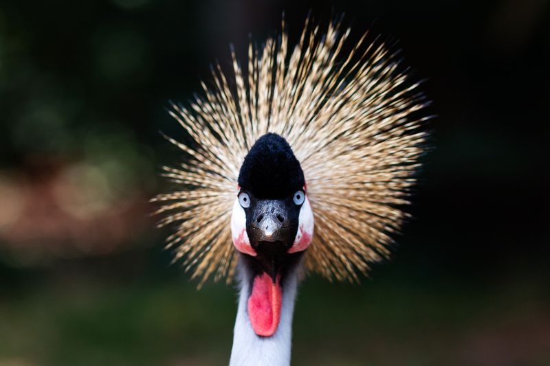 face фото превью