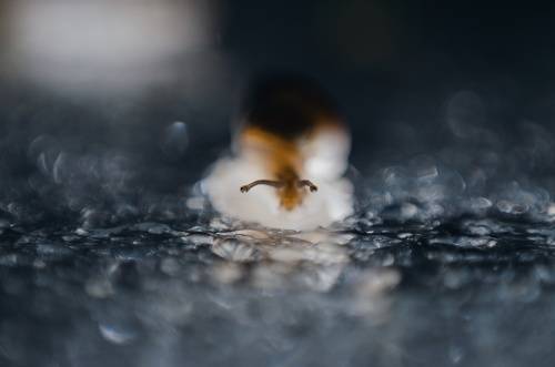 Скользящая по каплям зазеркалья.