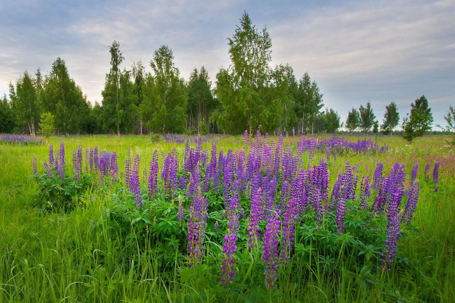 , Чудинин Дмитрий