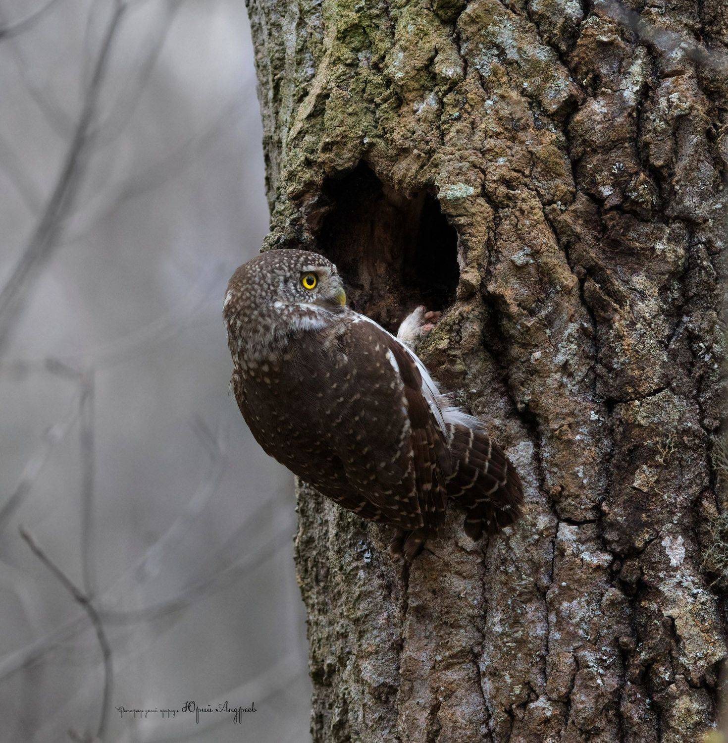 воробьиный сыч, дупло, кладовая, Юрий Андреев