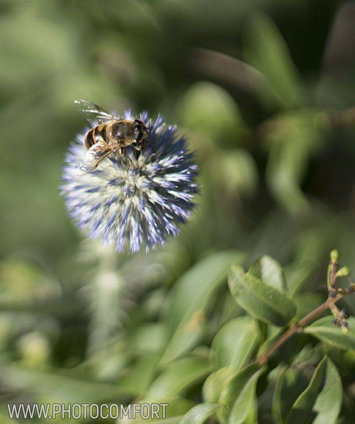 , Елена Ковригина