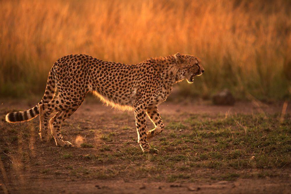 #Cheetah #backlit #evening #MasaiMara #Mara, Dr Ajay Kumar Singh