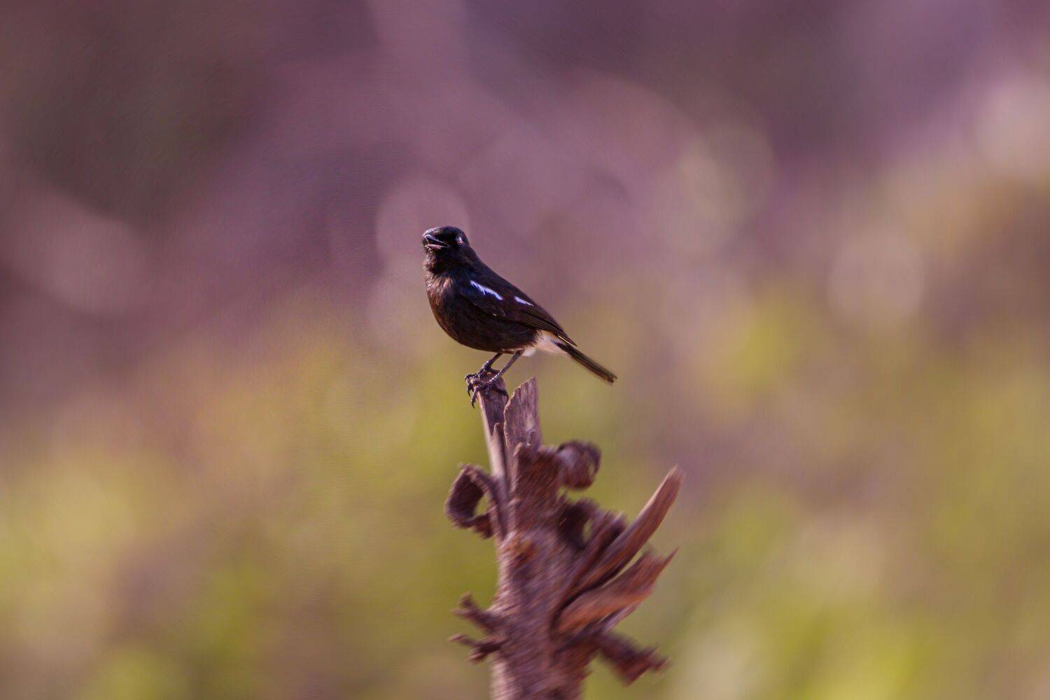 bird,birds,nikon,wild,water,shadows,lake,pond,flowers,swan,colors,nikon,beauty,nature,animals,eyes,egret,songbird,jungle,pied bush chat, G N RAJA