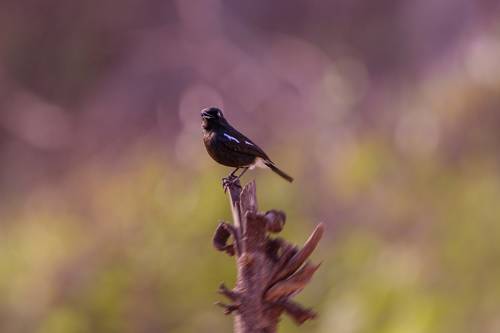 Pied bush chat