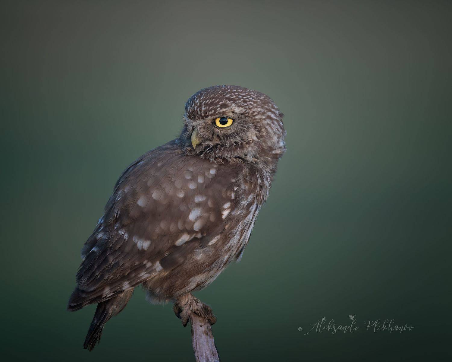 wildlife, Плеханов Александр