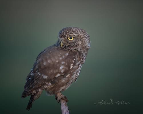 Сыч домовый