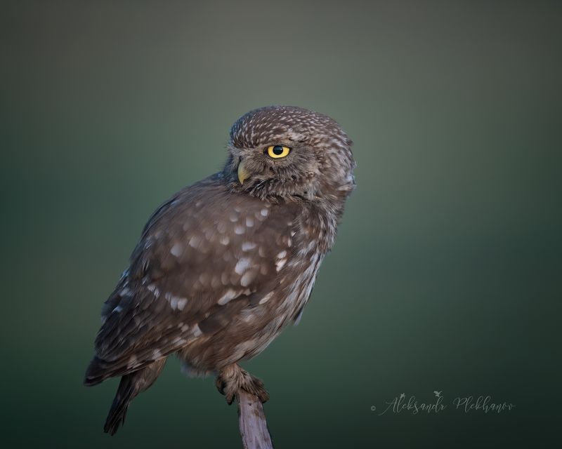 wildlife Сыч домовый фото превью
