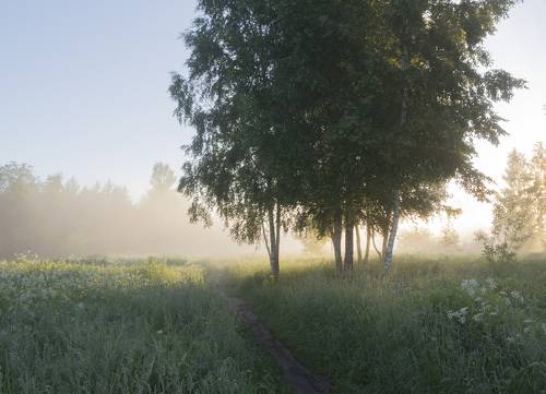 Тропинка к свету