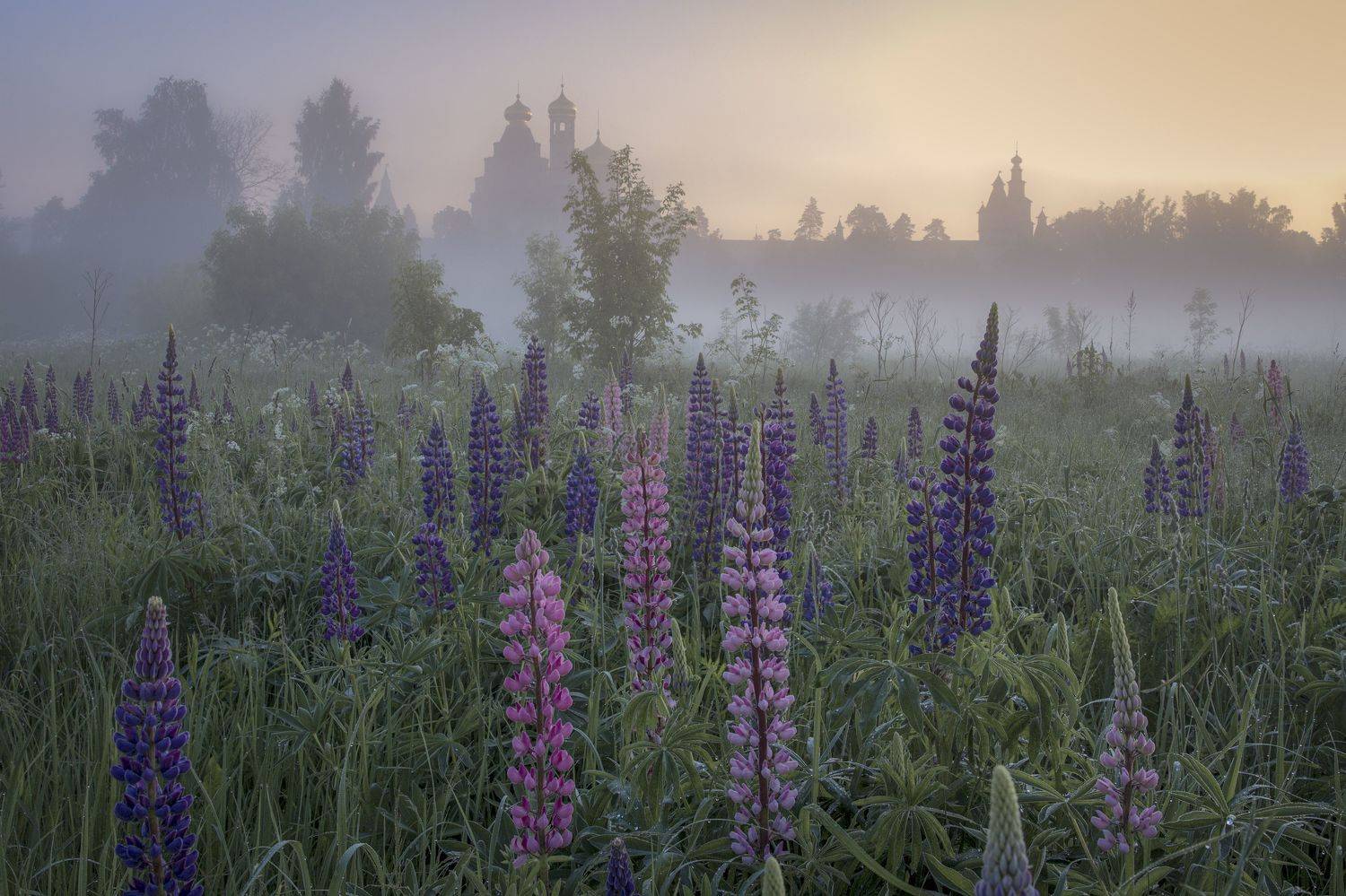 Истра, Гусева Елена
