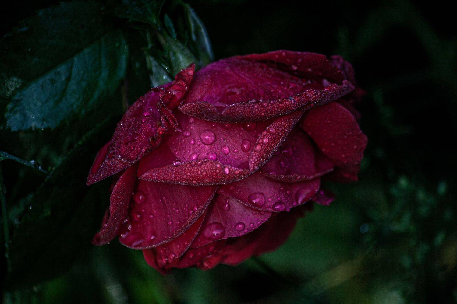 , Алёна Данильчук