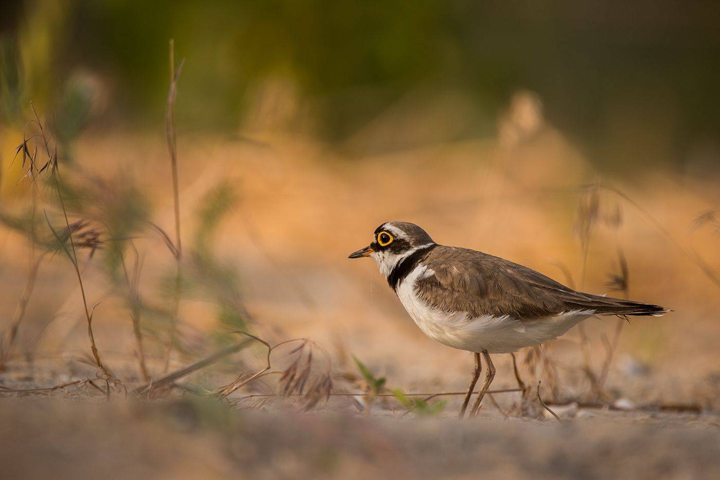 , Илья Михеев