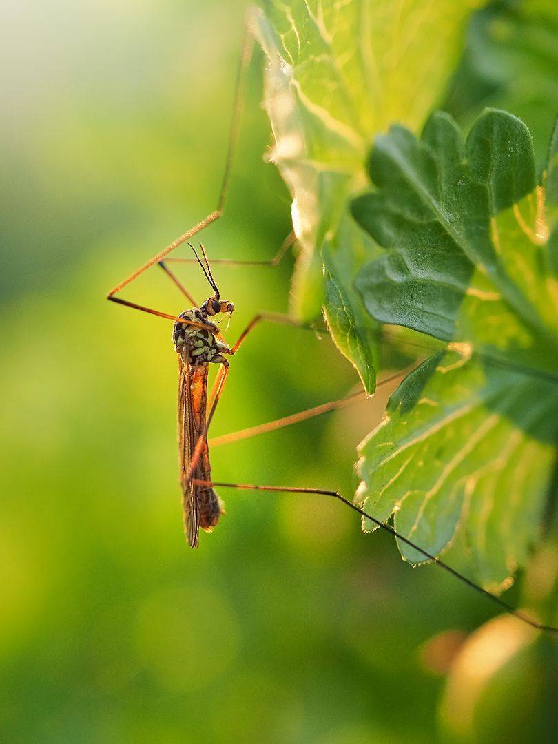 , Сергей Калёв