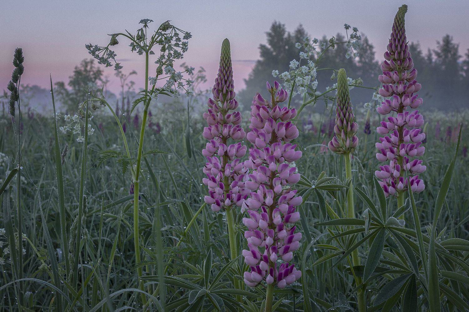 цветы, утро, рассвет, Гусева Елена