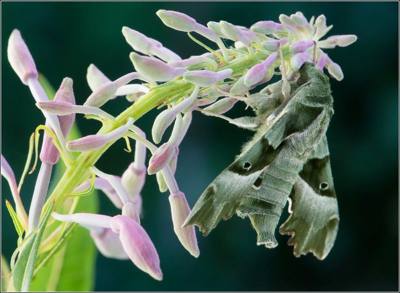proserpina,бабочка,бражник P.proserpina фото превью