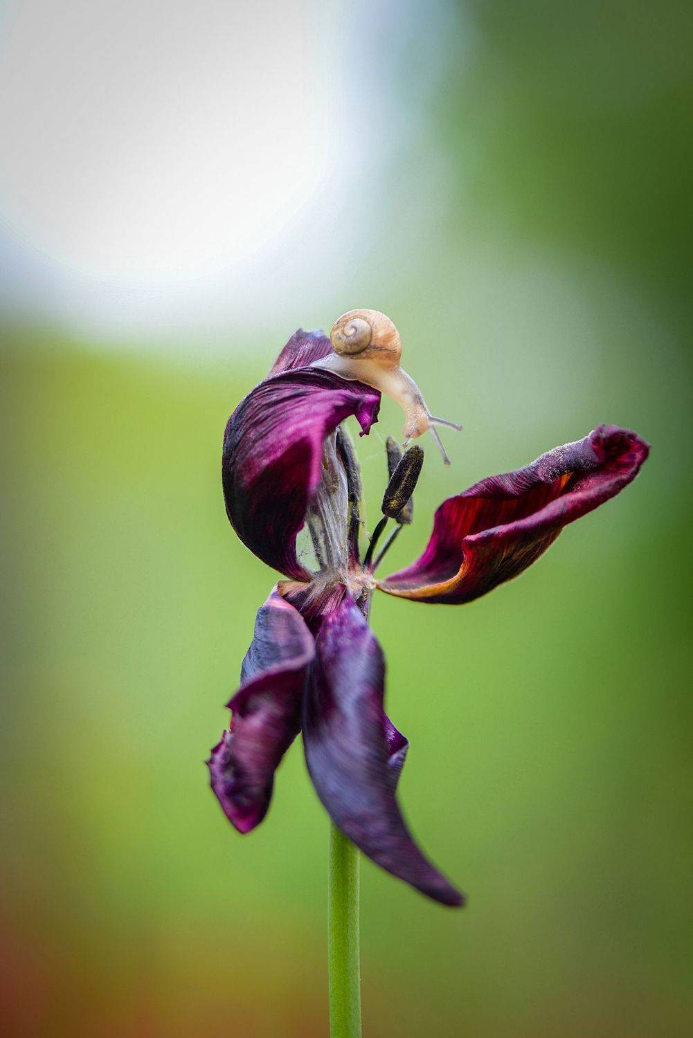 macro, macrophoto, snails, nature, forest, spring, tulips, flowers, макро, макрофото,  улитка, улитки, природа, лес, цветы, цветок, весна, счастье, созерцание, тишина, Быканова Виктория