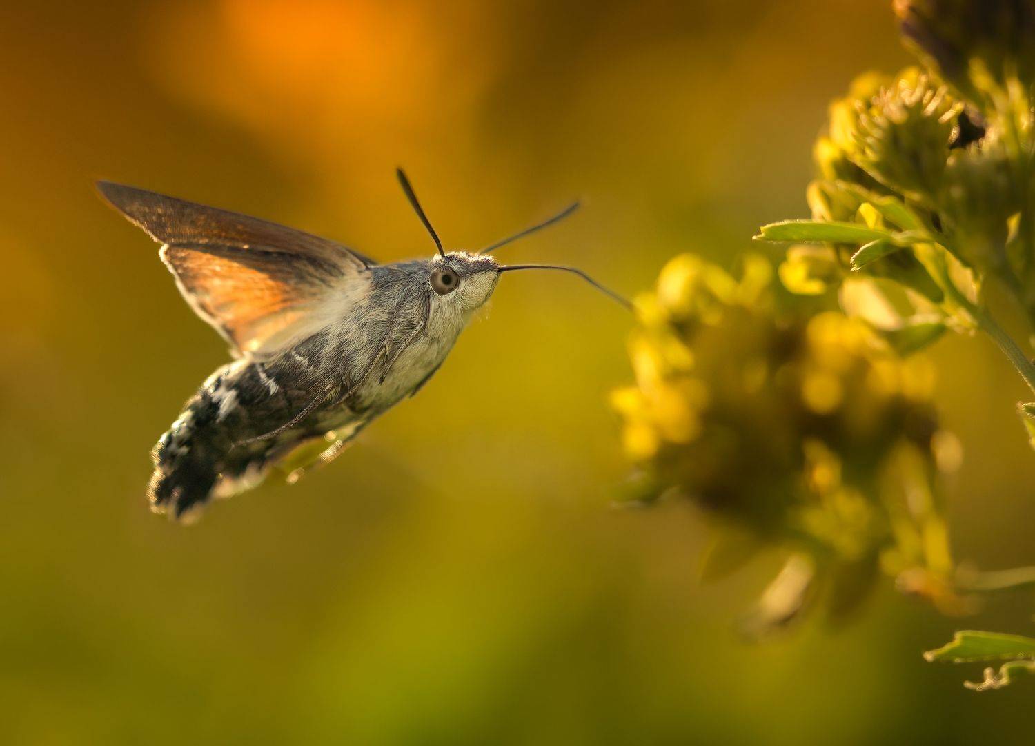 insect, hummingbird hawk-moth, macro, nature, wildlife, animals, bugs, sony, Wojciech Sobiesiak