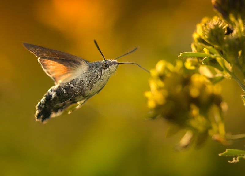 insect, hummingbird hawk-moth, macro, nature, wildlife, animals, bugs, sony Like a bird фото превью
