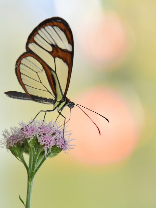 borboleta, denis moura,  mogi das cruzes,  brasil Borboleta фото превью
