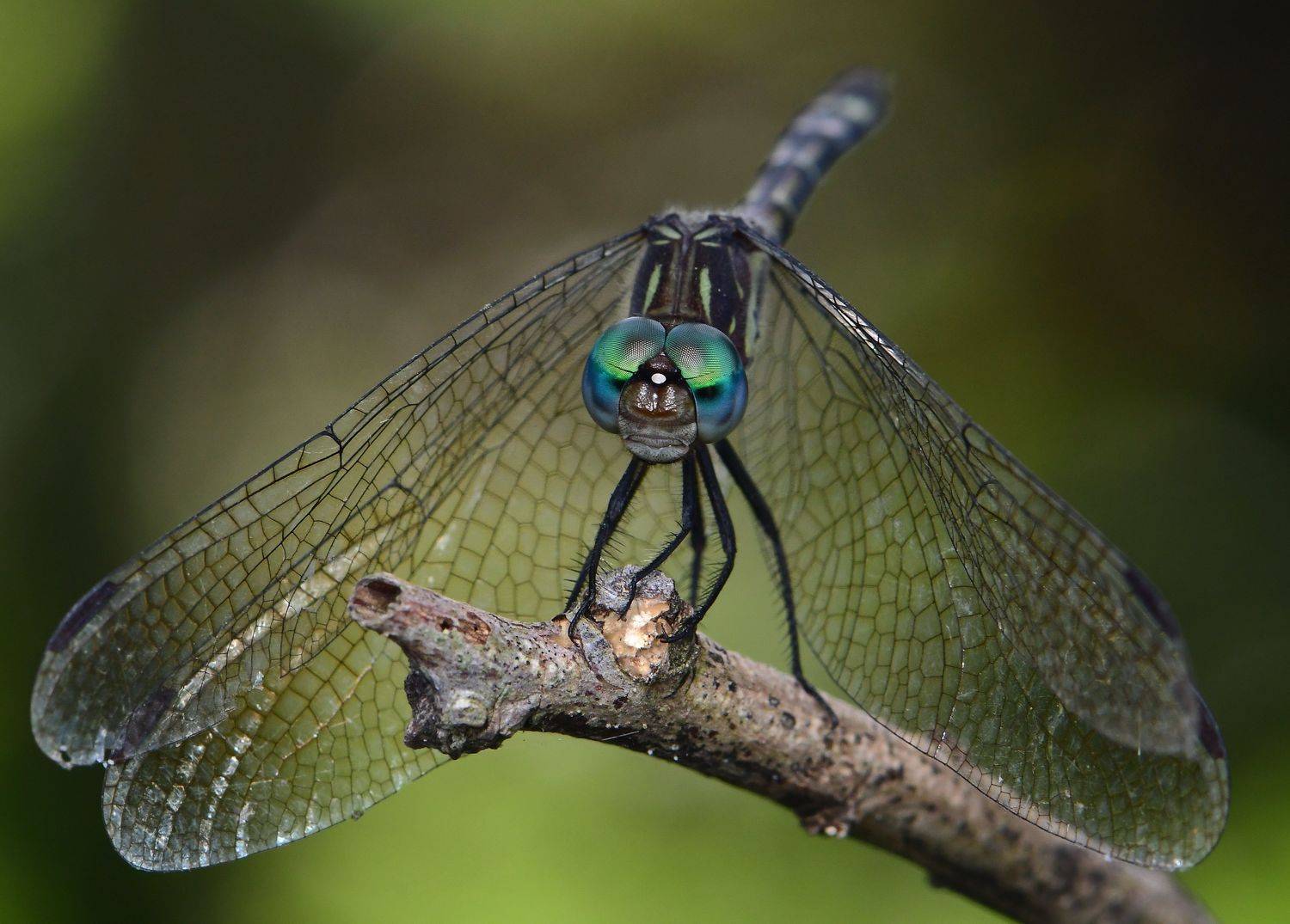 denis moura, mogi das cruzes, brasil, lib&eacute;lula, Moura Denis