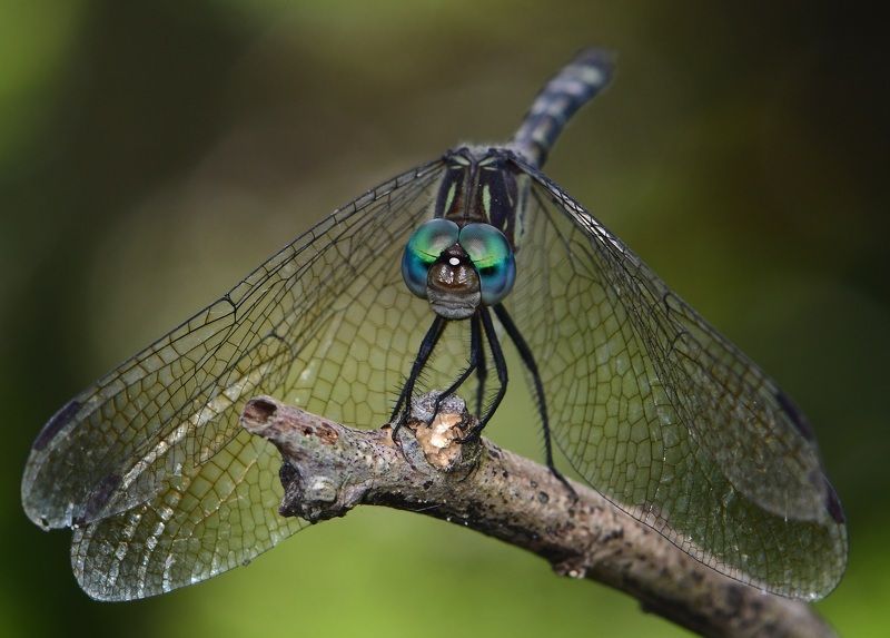 denis moura, mogi das cruzes, brasil, libélula Libelula фото превью