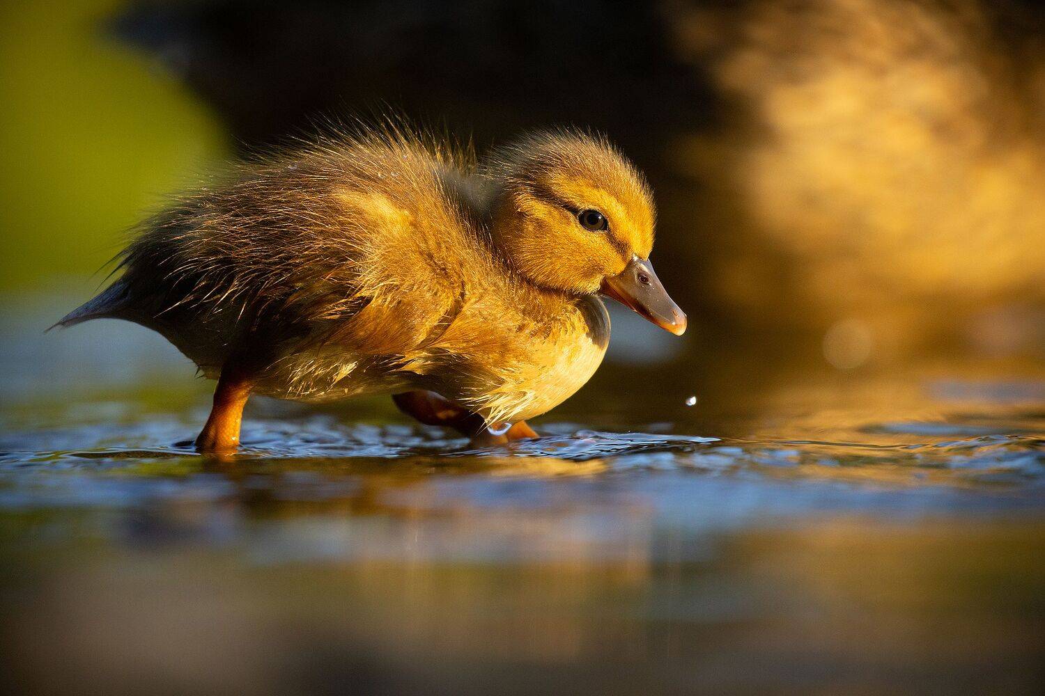 , Robert Adamec